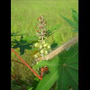 Weibliche (oben) und männliche (unten) Blüten eines Rizinus